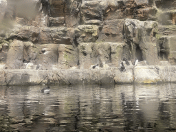 rotterdam_12_006 - 394 kb - 1024x768 - Common Murres at the Bass Rock section at the Oceanium at the Diergaarde Blijdorp zoo Common Murres at the Bass Rock section at the Oceanium at the Diergaarde Blijdorp zoo