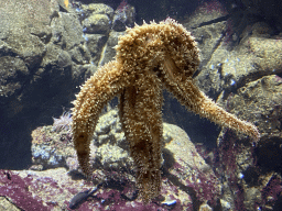 Starfish at the Oceanium at the Diergaarde Blijdorp zoo