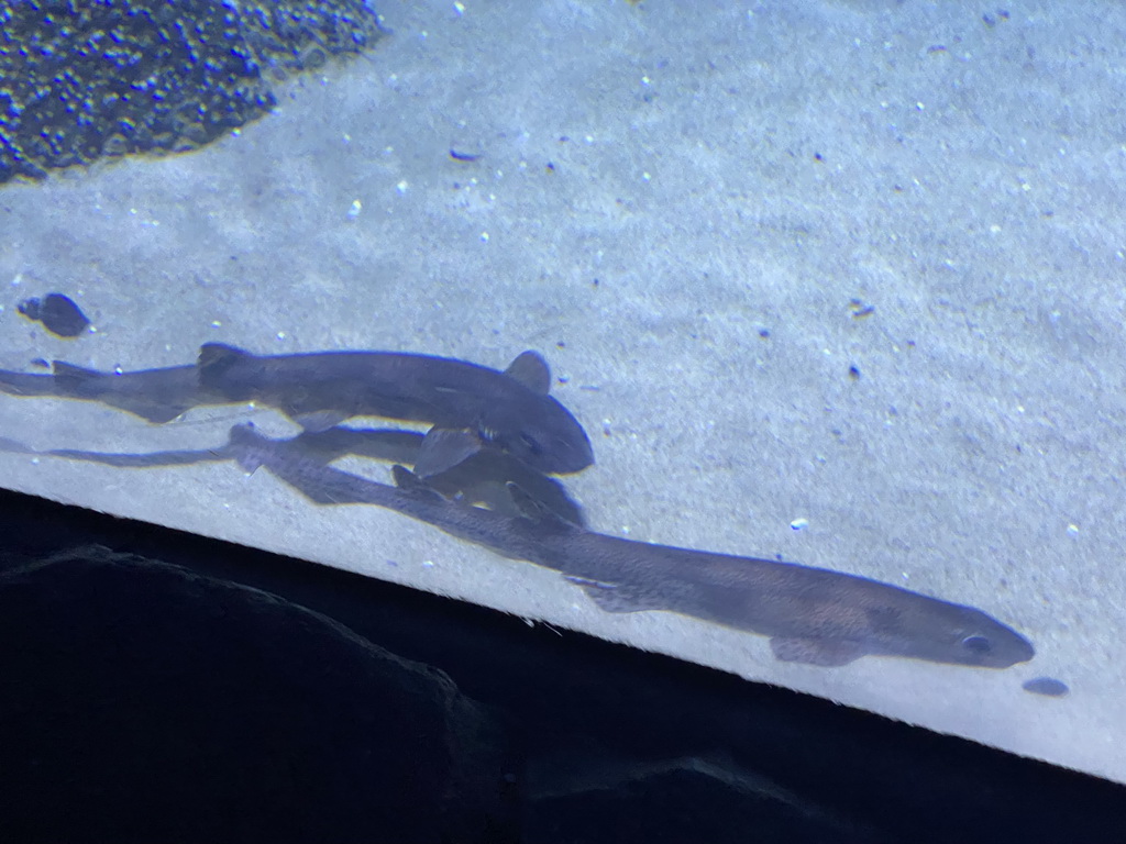 Sharks at the Oceanium at the Diergaarde Blijdorp zoo