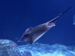 rotterdam_12_009 - 173 kb - 1024x768 - Stingray at the Oceanium at the Diergaarde Blijdorp zoo Stingray at the Oceanium at the Diergaarde Blijdorp zoo