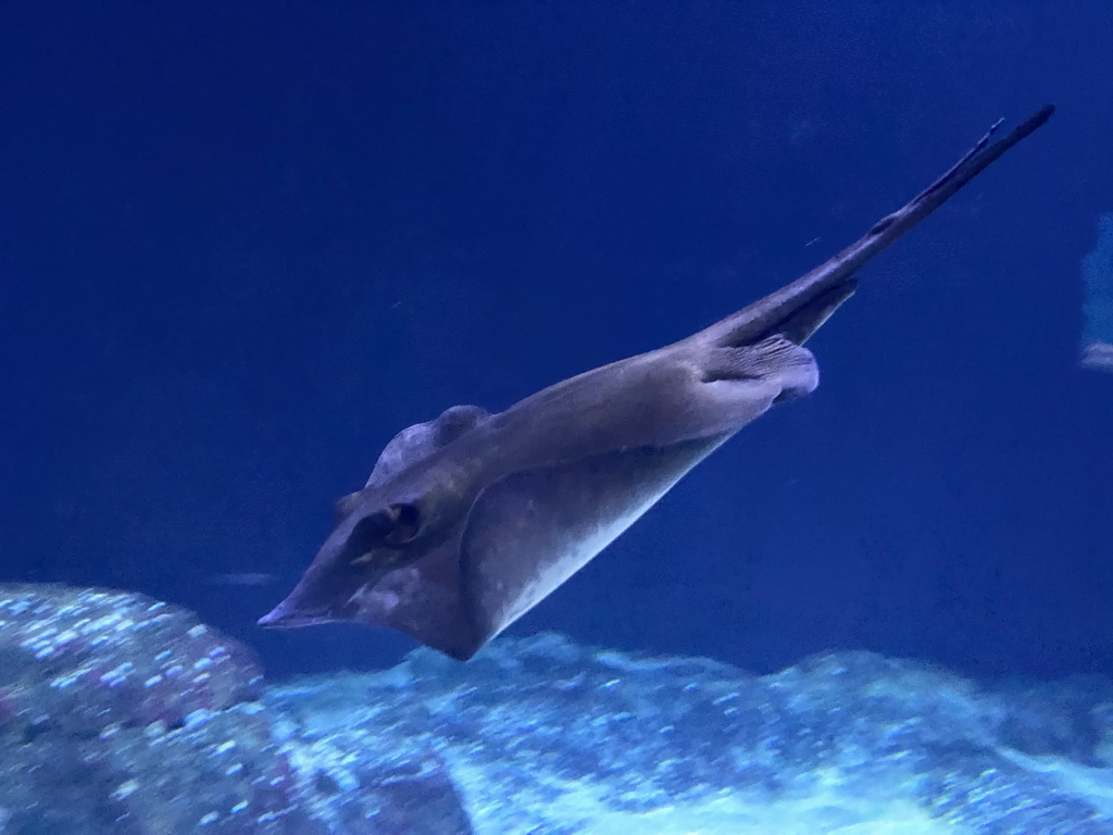 Stingray at the Oceanium at the Diergaarde Blijdorp zoo