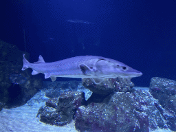 rotterdam_12_010 - 233 kb - 1024x768 - Sturgeon at the Oceanium at the Diergaarde Blijdorp zoo Sturgeon at the Oceanium at the Diergaarde Blijdorp zoo