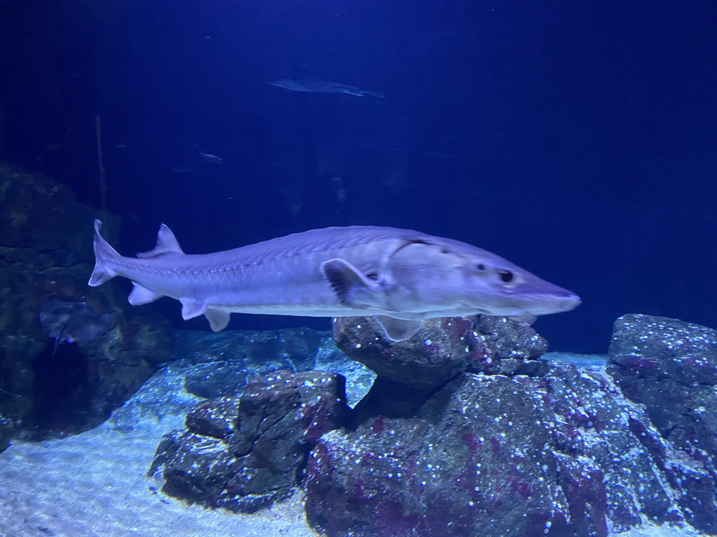 Sturgeon at the Oceanium at the Diergaarde Blijdorp zoo