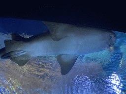 Shark at the Shark Tunnel at the Oceanium at the Diergaarde Blijdorp zoo