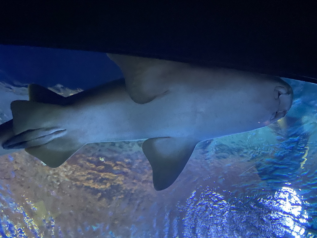 Shark at the Shark Tunnel at the Oceanium at the Diergaarde Blijdorp zoo