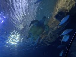 rotterdam_12_012 - 224 kb - 1024x768 - Turtle and fishes at the Shark Tunnel at the Oceanium at the Diergaarde Blijdorp zoo Turtle and fishes at the Shark Tunnel at the Oceanium at the Diergaarde Blijdorp zoo