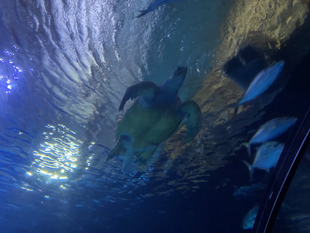 Turtle and fishes at the Shark Tunnel at the Oceanium at the Diergaarde Blijdorp zoo