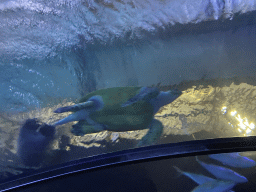 Turtle and fishes at the Shark Tunnel at the Oceanium at the Diergaarde Blijdorp zoo