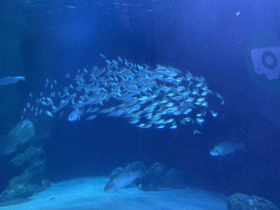 School of fish at the Shark Tunnel at the Oceanium at the Diergaarde Blijdorp zoo