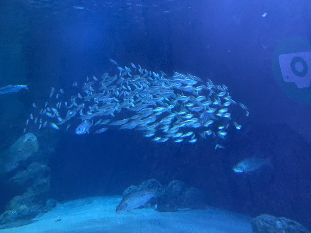 School of fish at the Shark Tunnel at the Oceanium at the Diergaarde Blijdorp zoo