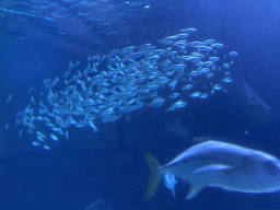 School of fish at the Shark Tunnel at the Oceanium at the Diergaarde Blijdorp zoo