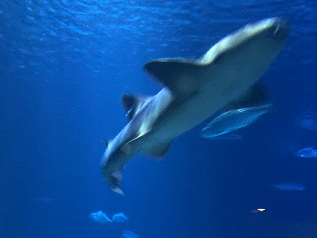 Shark and other fishes at the Shark Tunnel at the Oceanium at the Diergaarde Blijdorp zoo