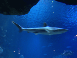 Shark and other fishes at the Shark Tunnel at the Oceanium at the Diergaarde Blijdorp zoo