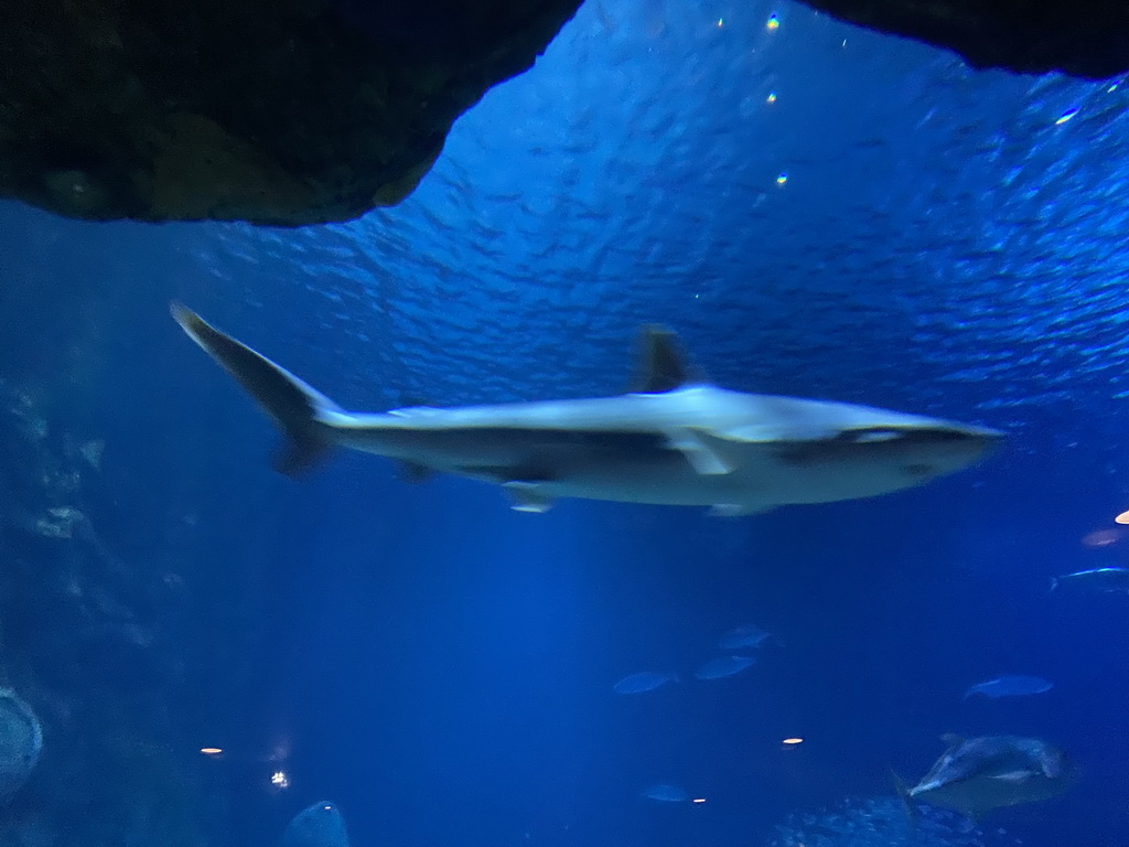 Shark and other fishes at the Shark Tunnel at the Oceanium at the Diergaarde Blijdorp zoo