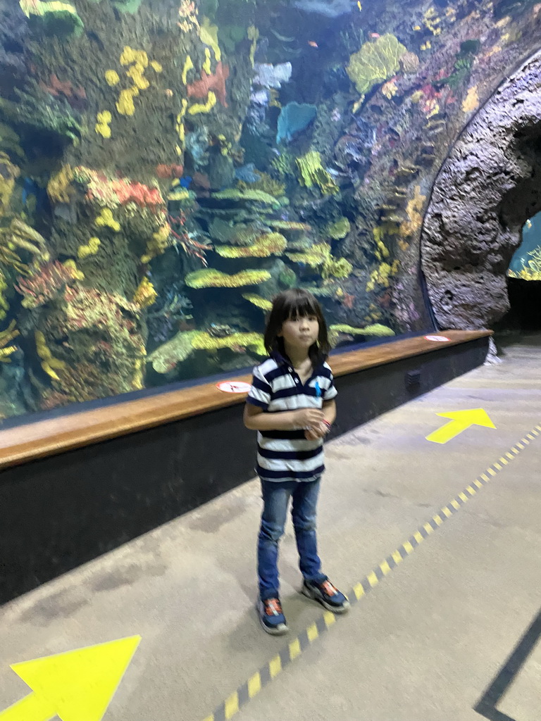 Max at the Great Barrier Reef section at the Oceanium at the Diergaarde Blijdorp zoo