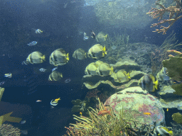 Fishes and coral at the Great Barrier Reef section at the Oceanium at the Diergaarde Blijdorp zoo