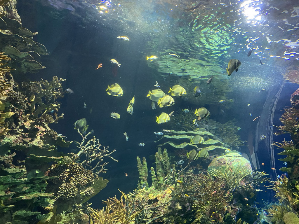 Fishes and coral at the Great Barrier Reef section at the Oceanium at the Diergaarde Blijdorp zoo