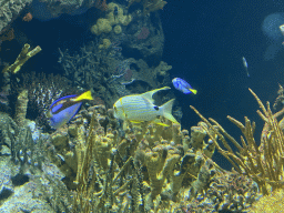 Fishes and coral at the Great Barrier Reef section at the Oceanium at the Diergaarde Blijdorp zoo