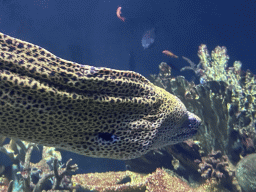 Moray Eel, other fishes and coral at the Great Barrier Reef section at the Oceanium at the Diergaarde Blijdorp zoo