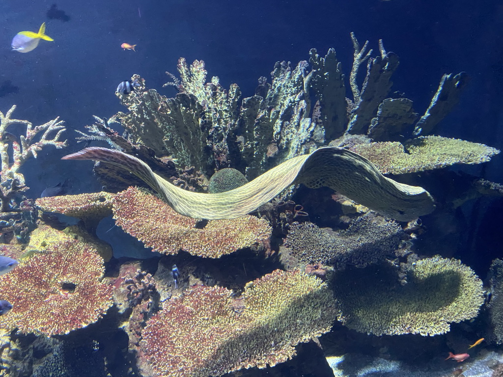 Moray Eel, other fishes and coral at the Great Barrier Reef section at the Oceanium at the Diergaarde Blijdorp zoo
