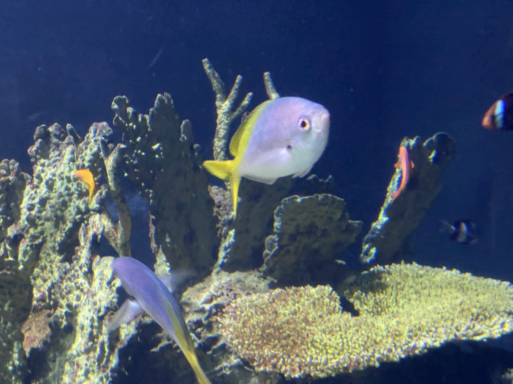 Fishes and coral at the Great Barrier Reef section at the Oceanium at the Diergaarde Blijdorp zoo