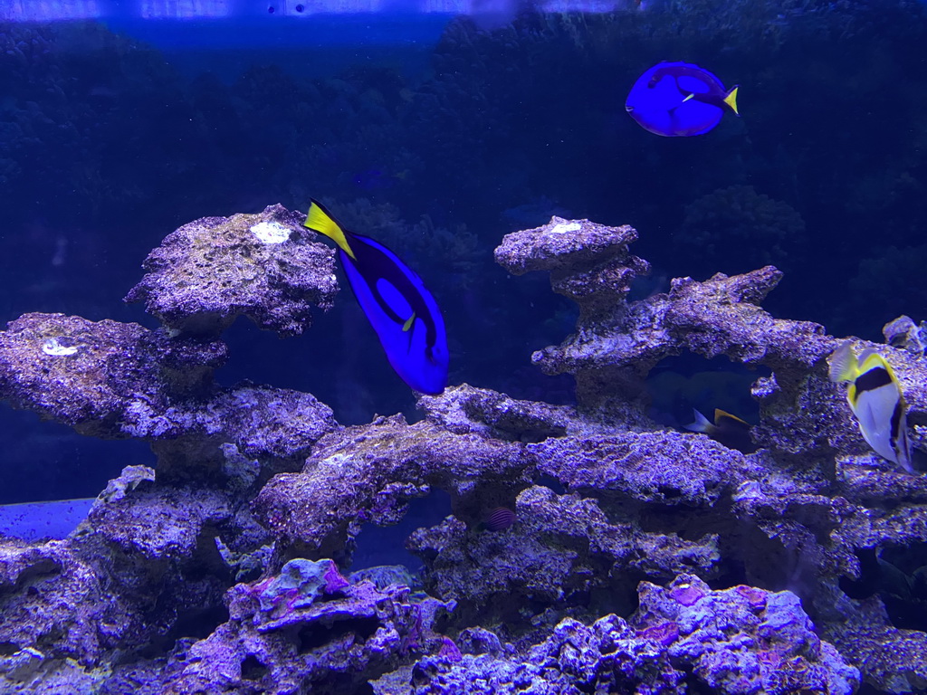 Blue Tangs, other fishes and coral at the Great Barrier Reef section at the Oceanium at the Diergaarde Blijdorp zoo
