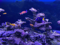 Clownfish, Blue Tang, other fishes and coral at the Great Barrier Reef section at the Oceanium at the Diergaarde Blijdorp zoo