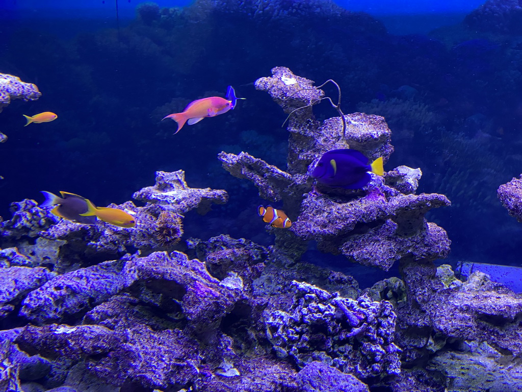 Clownfish, Blue Tang, other fishes and coral at the Great Barrier Reef section at the Oceanium at the Diergaarde Blijdorp zoo