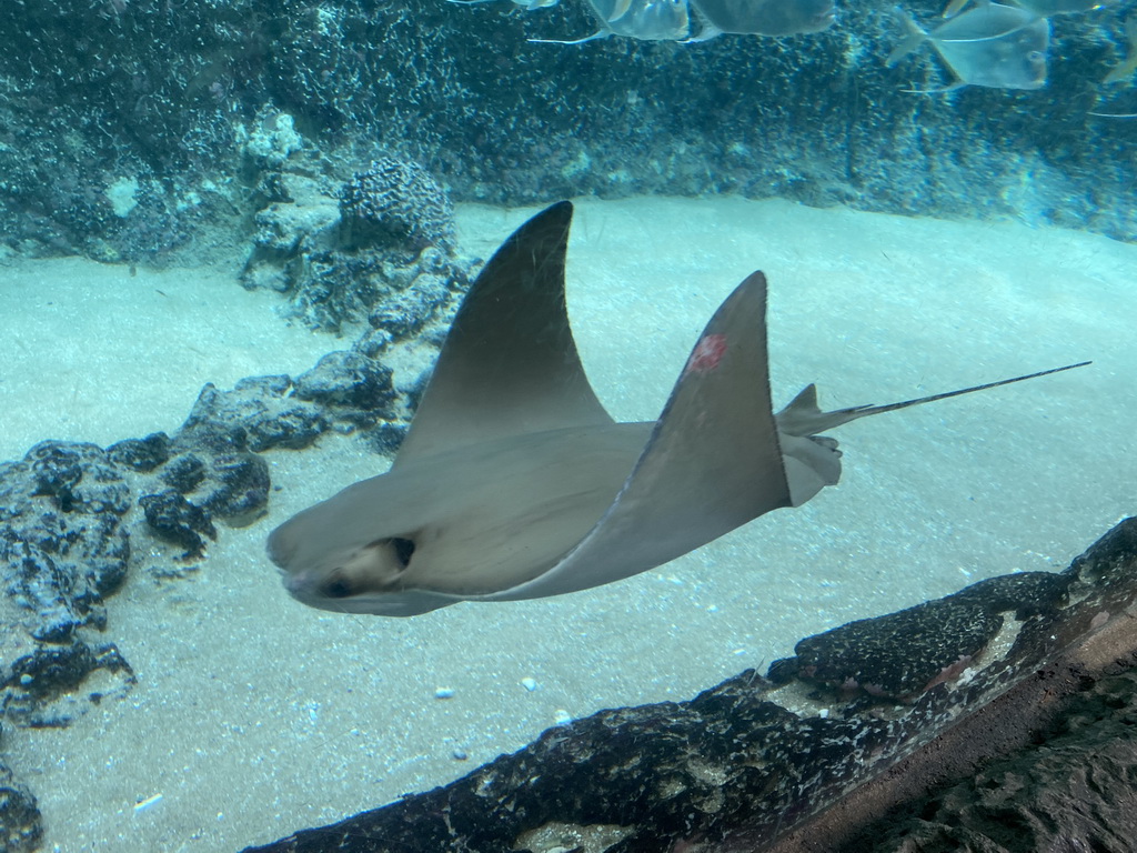 Cownose Ray at the Caribbean Sand Beach section at the Oceanium at the Diergaarde Blijdorp zoo