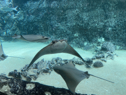 Cownose Rays at the Caribbean Sand Beach section at the Oceanium at the Diergaarde Blijdorp zoo
