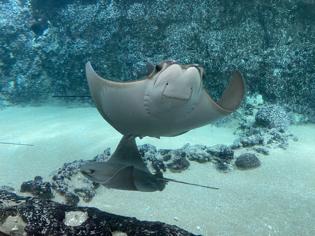 Cownose Rays at the Caribbean Sand Beach section at the Oceanium at the Diergaarde Blijdorp zoo