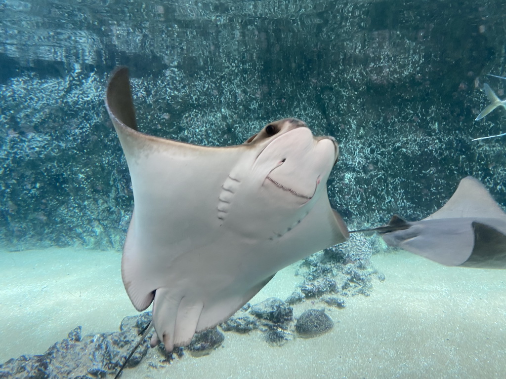 Cownose Rays and a Lookdown at the Caribbean Sand Beach section at the Oceanium at the Diergaarde Blijdorp zoo