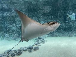 Cownose Ray and a Lookdown at the Caribbean Sand Beach section at the Oceanium at the Diergaarde Blijdorp zoo