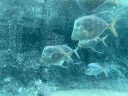 Lookdowns at the Caribbean Sand Beach section at the Oceanium at the Diergaarde Blijdorp zoo