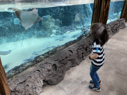 Max with Cownose Rays and Lookdowns at the Caribbean Sand Beach section at the Oceanium at the Diergaarde Blijdorp zoo