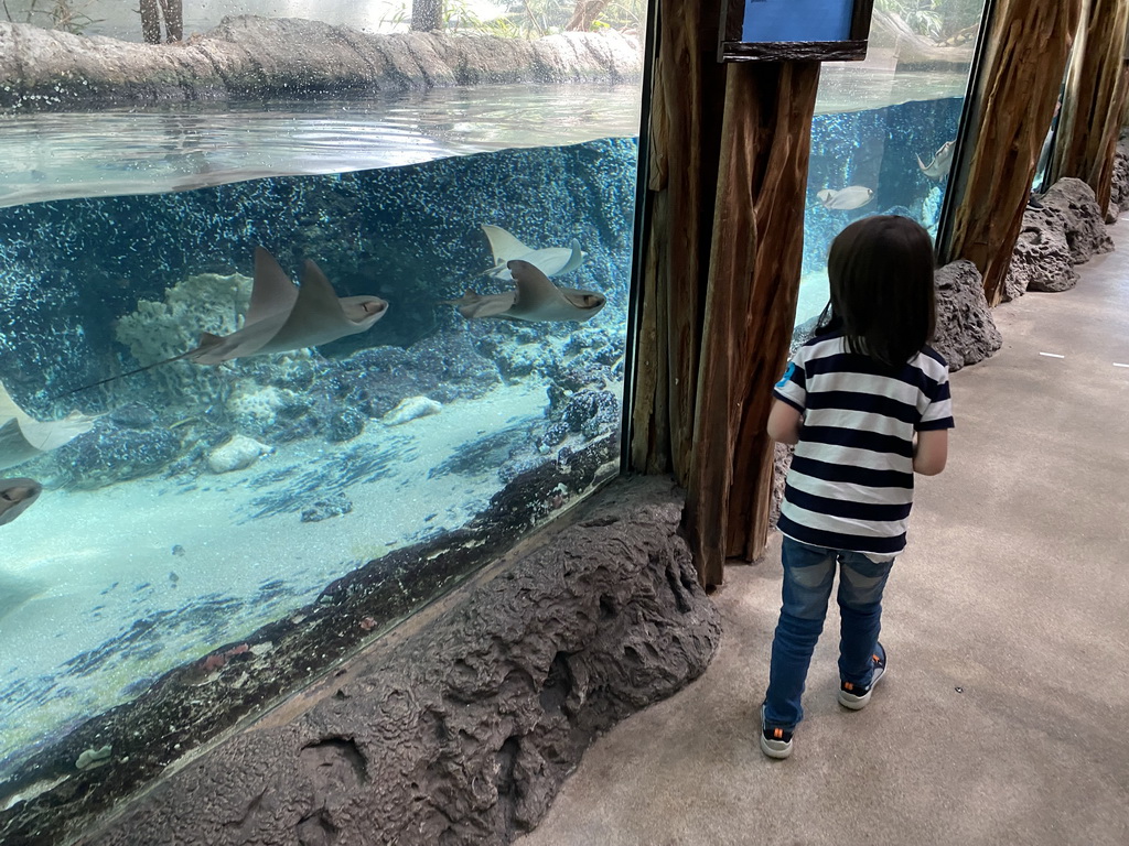 Max with Cownose Rays and Lookdowns at the Caribbean Sand Beach section at the Oceanium at the Diergaarde Blijdorp zoo