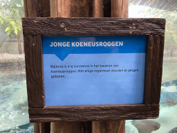 Information on young Cownose Rays at the Caribbean Sand Beach section at the Oceanium at the Diergaarde Blijdorp zoo