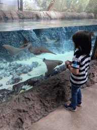 Max with Cownose Rays at the Caribbean Sand Beach section at the Oceanium at the Diergaarde Blijdorp zoo