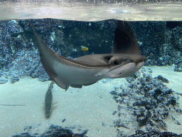 Cownose Ray and other fishes at the Caribbean Sand Beach section at the Oceanium at the Diergaarde Blijdorp zoo