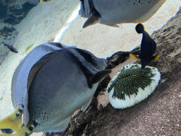 Fishes and coral at the Caribbean Sand Beach section at the Oceanium at the Diergaarde Blijdorp zoo