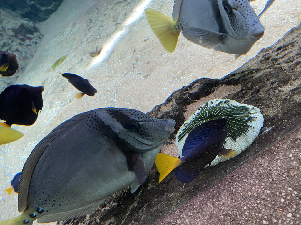 Fishes and coral at the Caribbean Sand Beach section at the Oceanium at the Diergaarde Blijdorp zoo