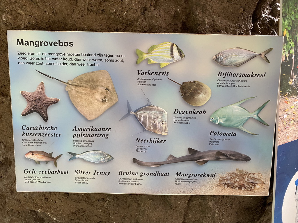 Explanation on the animal species at the Caribbean Sand Beach section at the Oceanium at the Diergaarde Blijdorp zoo