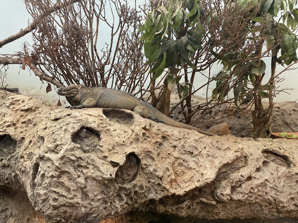 Rhinoceros Iguana at the Oceanium at the Diergaarde Blijdorp zoo