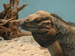 Rhinoceros Iguana at the Oceanium at the Diergaarde Blijdorp zoo