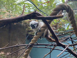 Cotton-top Tamarin at the Oceanium at the Diergaarde Blijdorp zoo