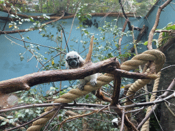 Cotton-top Tamarin at the Oceanium at the Diergaarde Blijdorp zoo