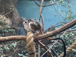 Cotton-top Tamarin at the Oceanium at the Diergaarde Blijdorp zoo