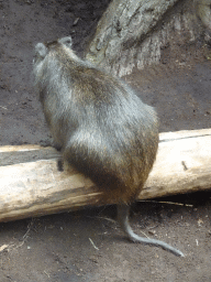 Cubian Hutia at the Oceanium at the Diergaarde Blijdorp zoo