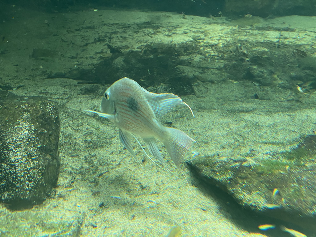 Fish at the Oceanium at the Diergaarde Blijdorp zoo