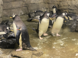 Gentoo Penguins at the Falklands section at the Oceanium at the Diergaarde Blijdorp zoo